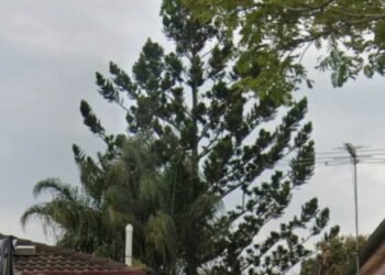 Man compelled to foot invoice to avoid wasting neighbour’s ‘burdened’ tree
