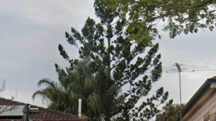 Man compelled to foot invoice to avoid wasting neighbour’s ‘burdened’ tree