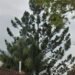Man compelled to foot invoice to avoid wasting neighbour’s ‘burdened’ tree